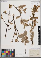 Foto von Salix caprea L.